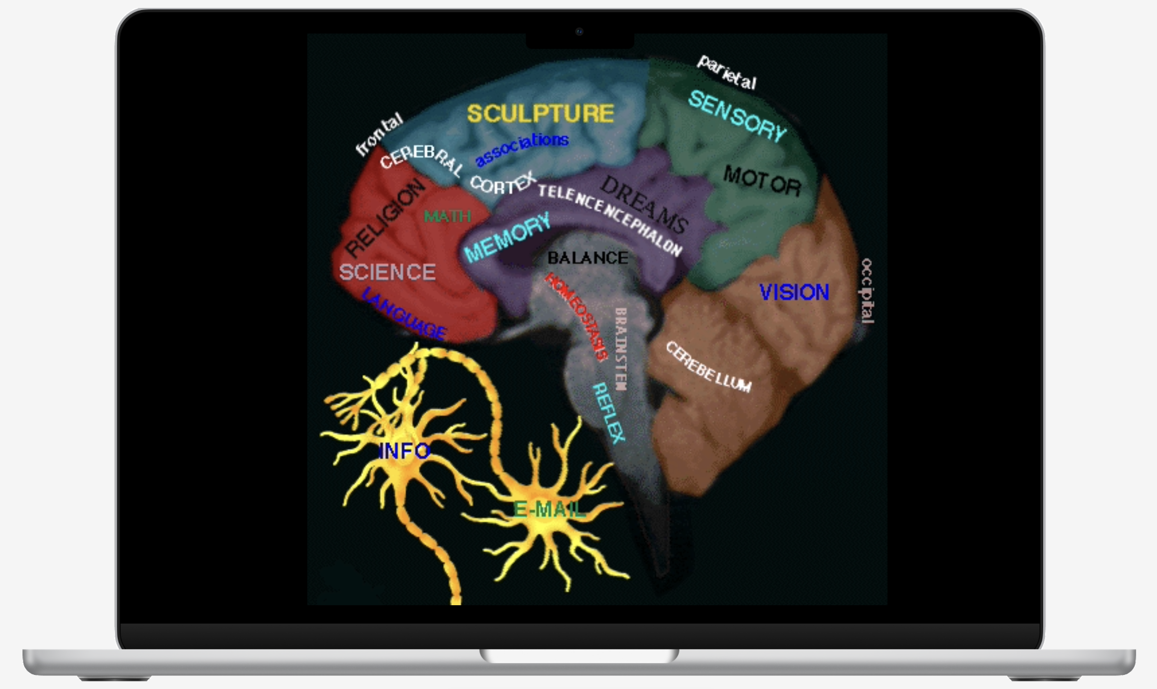 Tracy's Brain